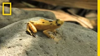 Frogs vs. Fungus | National Geographic