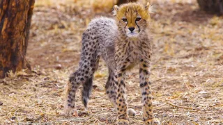 Cute Baby Cheetahs Make New Friends | The Lion Whisperer