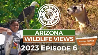 2023 Arizona Wildlife Views Episode 6 - 30 Minutes