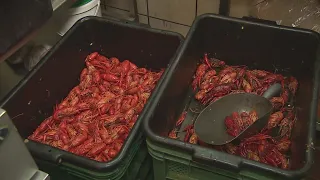 Crawfish season: Why prices are up this year; how to eat them