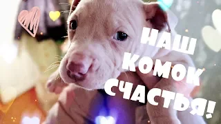 СЧАСТЛИВЕЙШИЙ ДЕНЬ НАШЕЙ ЖИЗНИ, КУПИЛИ ЩЕНКА ПИТА!!! 💖🎉🐶/VLOG/ 30.01.18