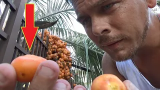 Amazing Secret Fruit Hanging From Palm Trees ???