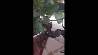 Strašilka ďábelská (Peruphasma shultei)