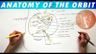 Anatomy of the Orbit - Vessels and Nerves