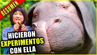 👉 resumen: SUPER CERDA ES CRIADA POR UNA NIÑA DURANTE 10 AÑOS Y LAS SEPARAN - OKJA | Ahora te cuento