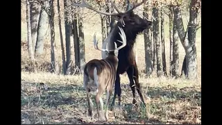Buck vs Elk
