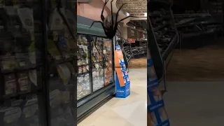 The worst ever grocery store, spider infestation #shorts #spiders #viral￼