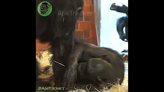 Hey ! Watch The Baby ! 😲🐵 #shorts #babyanimals