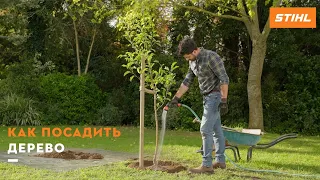 Как посадить дерево