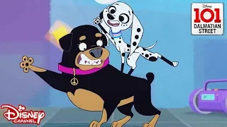 🕺Disco Pups | 101 Dalmatian Street | Disney Channel Africa