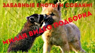 Забавные Еноты и Собаки! Милая Видео Подборка / Raccoon And Dog