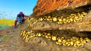 wow wow amazing day! gold miner found a lot of gold treasure under stone million years