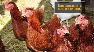 Как определить возраст курицы