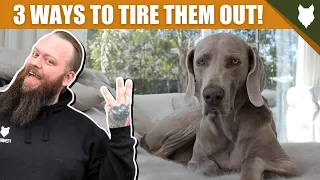3 Tips To Tire Out Your WEIMARANER Puppy
