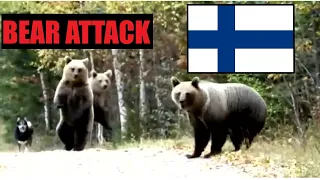 Bear Family Attacks Hunter and Dog in Finnish Forrest (Finland)