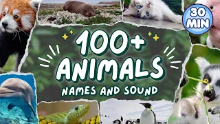 Learn 100 Animals Name and Sound For Kids  🦁😻🐶🐹