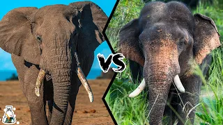 AFRICAN ELEPHANT VS ASIAN ELEPHANT - Who Will Be The King?