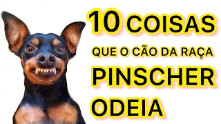 10 COISAS QUE O CÃO DA RAÇA PINSCHER ODEIA | PINSCHER FILHOTES