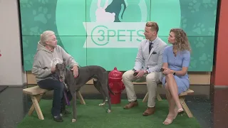 Ready Pet GO! Greyhound Adoption of Ohio visits 3News