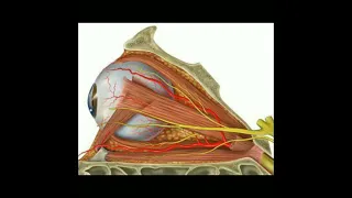 Vascular and Nerve Supply of eye#doctor #shortsfeed #short
