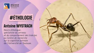 🐜 [Antoine Wystrach] Et si j’étais une fourmi...