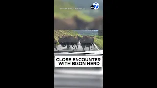 Couple have intense close encounter with bison herd in Yellowstone