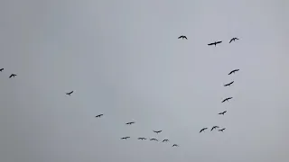 California Brown Pelicans fly in formation over Ocean Beach San Francisco California