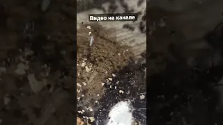 УБИЛИ ХОМЯКА LASIUS NIGER