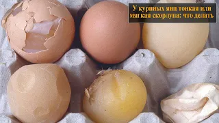 У куриных яиц тонкая или мягкая скорлупа, что делать