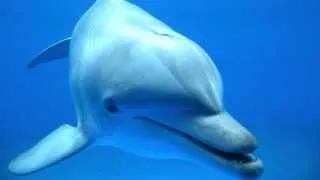 Dolphin Sound with Classical Music
