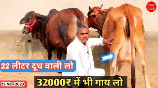 22 लीटर ✅ तक दूध 32000₹ से कीमत 10 गाय 👍 Sahiwal Cholistani Rathi Gir Cross Cow 👌 Available For Sale