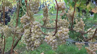 Виноград Дублянский