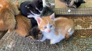 Incredibly cute little Kittens. These Kittens love to play. 😍