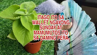 ITAGO ITO SA WALLET NGAYONG SUNDAY AT MAMUMUTOS ITO SA DAMING PERA-APPLE PAGUIO7