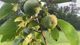 Growth Cycle of Persimmons from Blooming to Harvest!
