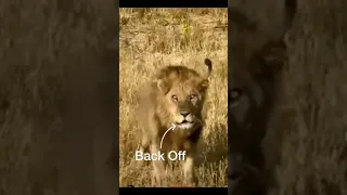 Lion 🦁 King 🦁 Of Beast Savage Kingdom Lion Attack 😮 #shorts #wildelife #nature #youtubeshorts