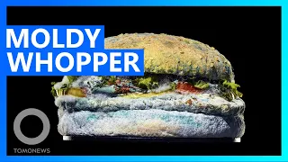 Moldy Whopper ad from Burger King - TomoNews