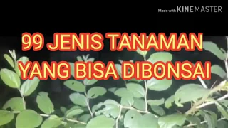 99 JENIS TANAMAN YANG BISA DIBONSAI