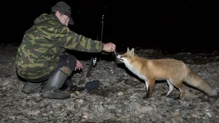 Лиса опять пришла к людям за лакомством.