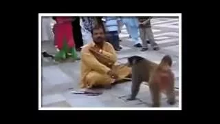 Самые прикольные обезьянки. TOP Funniest Monkey Videos