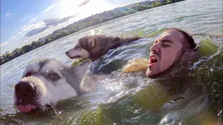 Te dwa psy pokonały swój największy lęk ratując swojego Pana, który zasłabł w jeziorze...