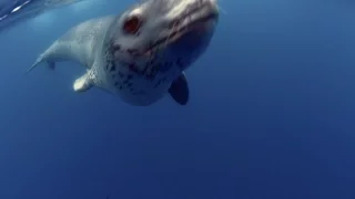 Realm of the Leopard Seal