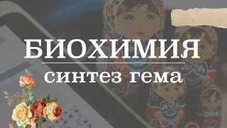 Синтез гема (этапы, регуляция) | Биохимия