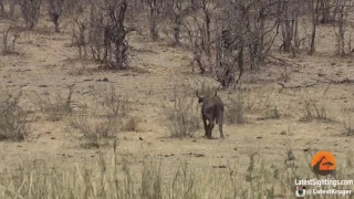 Elephant Stabs and Kills Buffalo in Africa