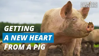 Why pigs could be the organ donors of the future