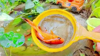Catch Unique Little Frogs | Catching And Finding A Lot Of Beautiful Baby Koi Fish, Angel Fish#35