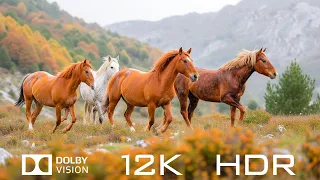 Dolby Vision 12K HDR 120fps - 50 Beautiful Animals And Relaxing Piano Music