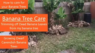 Tips for growing banana trees