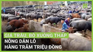 Trâu, bò tiếp tục rớt giá thảm, nông dân lỗ nặng | VTC16