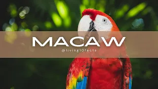 Facts about Macaw #macaw #bird  #facts